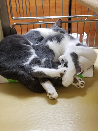 Pet Supply Store «PetSmart», reviews and photos, 238 Atlantic Ave, Brooklyn, NY 11201, USA