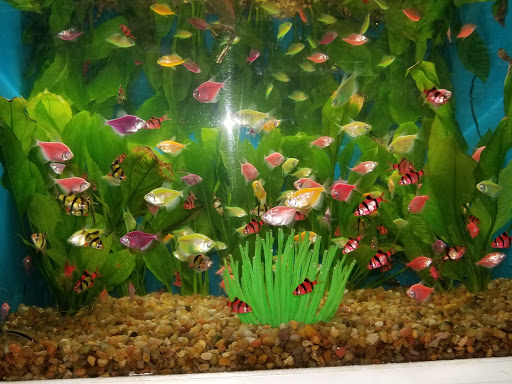 Pet Store «Pet Supermarket, Inc.», reviews and photos, 2446 N University Dr, Coral Springs, FL 33065, USA