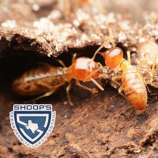 Shoop's Texas Termite & Pest Control