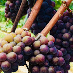 Photo n°2 de l'avis de Anne.c fait le 29/07/2023 à 20:23 sur le  Azienda Agricola Val Del Tasso à Sega