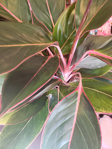 Florist «Treasures Remembered Florist», reviews and photos, 600 W Locust St, Princeton, KY 42445, USA