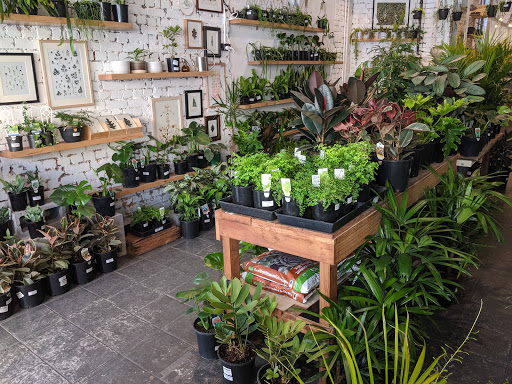 Greener House | Indoor Plant Nursery