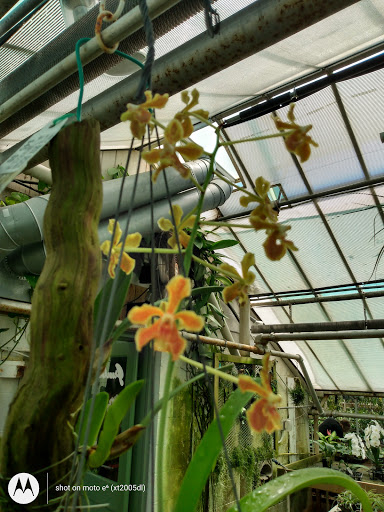 Florist «Little Brook Orchids», reviews and photos, 25 Rider Ave, Lancaster, PA 17603, USA