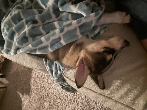 Pet Supply Store «Petco Animal Supplies», reviews and photos, 3264 Buford Dr NE #110, Buford, GA 30519, USA