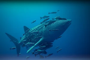 Swim with Whale sharks Dc Explorer image