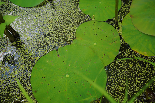 National Park «Kenilworth Park», reviews and photos, 1505 Ancostia Ave NE, Washington, DC 20019, USA