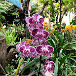 Photo n°5 de l'avis de Stefan.a fait le 10/08/2019 à 13:25 sur le  Hotel The Residence à Funchal