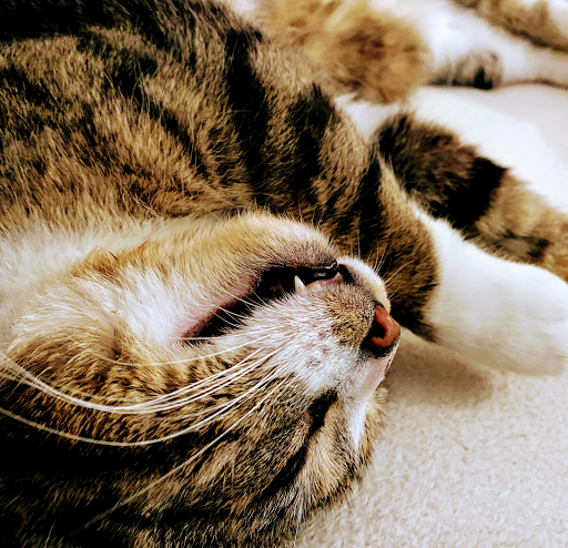 Tierarztpraxis Peter Hennig unter Massen-Niederlausitz, Brandenburg