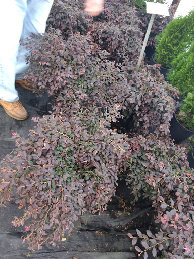 Florist «Dixie Florist», reviews and photos, 5279 Bells Ferry Rd, Acworth, GA 30102, USA