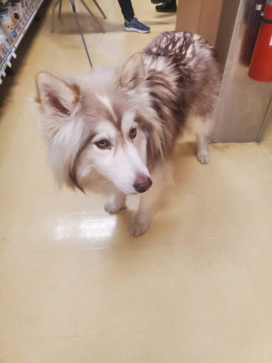 Pet Supply Store «Petco Animal Supplies», reviews and photos, 13 Welles St, Glastonbury, CT 06033, USA