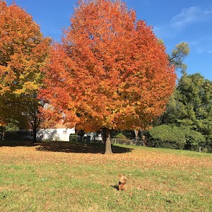 Randolph Hills Local Park - photo 39