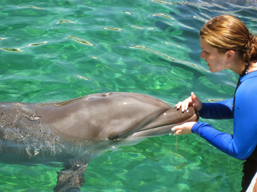 Tour Agency «Miami Swim With Dolphin Tours», reviews and photos, 247 SW 8th St, Miami, FL 33130, USA