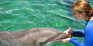 Miami Swim With Dolphin Tours