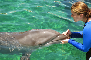 Miami Swim With Dolphin Tours image