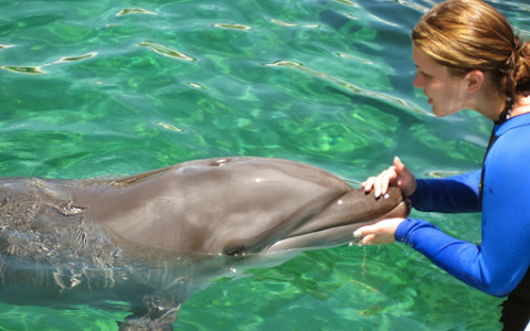 Miami Swim With Dolphin Tours image