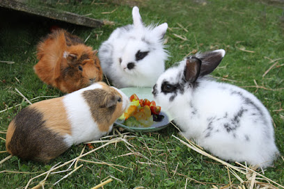 La Maison des Animaux-Pension pour lapin et cochon d'inde