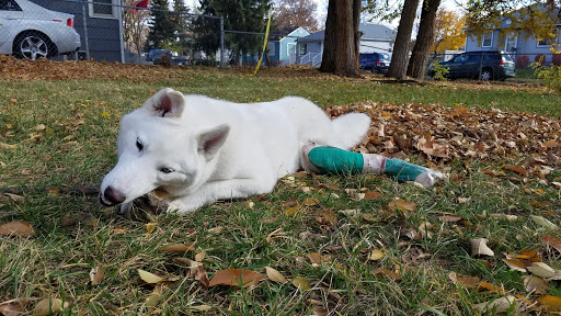 Regal Veterinary Clinic image