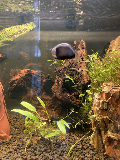 Tropical Fish Store «Life Aquatic», reviews and photos, 9 South Ave, New Canaan, CT 06840, USA