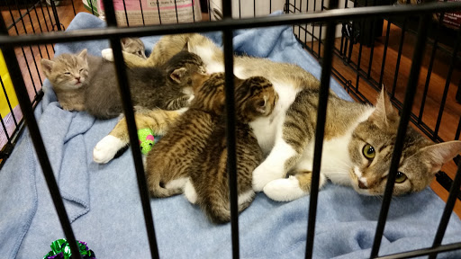 Pet Store «Pet Valu», reviews and photos, 63 Eastern Blvd N, Hagerstown, MD 21740, USA