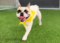 Malibu Coast Pet Retreat - Photo 2 - Car repair in Malibu, CA, Thousand Oaks