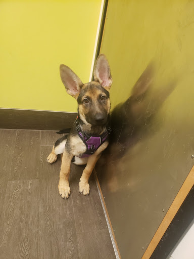 Pet Supply Store «PetSmart», reviews and photos, 8537 W Grand River Ave, Brighton, MI 48116, USA