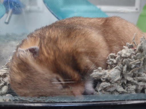 Pet Supply Store «PetSmart», reviews and photos, 1145 W Riverdale Rd, Riverdale, UT 84405, USA