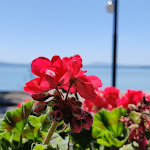 Photo n°1 de l'avis de Be.u fait le 10/05/2021 à 12:10 sur le  Osteria del Maremmano Bar à Passignano sul Trasimeno