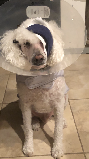 Pet Groomer «ITIG Happy Dog Wash», reviews and photos, 6465 S Chickasaw Trail, Orlando, FL 32829, USA