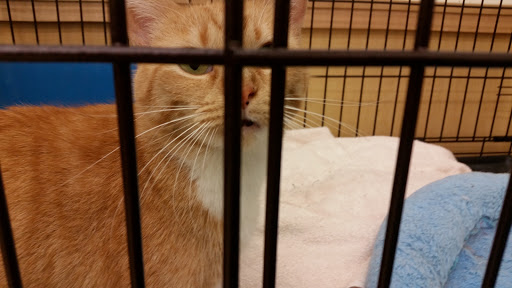 Pet Supply Store «Pet Supplies Plus», reviews and photos, 311 Sagamore Pkwy N, Lafayette, IN 47904, USA