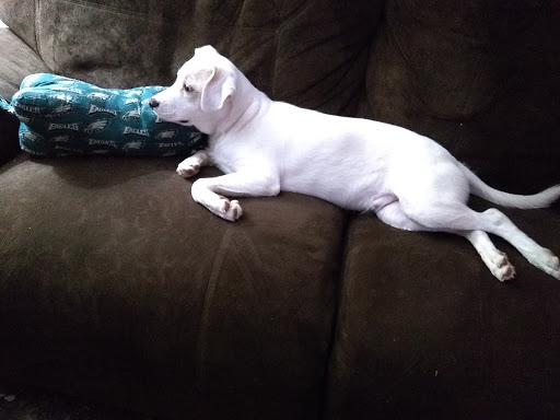 Pet Store «Pets Plus - Quakertown», reviews and photos, 117 S West End Blvd, Quakertown, PA 18951, USA