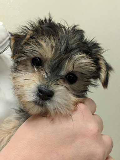 Pet Store «Gentle Jungle Pet Store», reviews and photos, 470 Lewis Ave, Meriden, CT 06451, USA