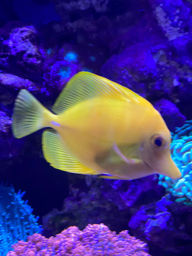 Pet Store «Ark Pet Shop», reviews and photos, 2400 W Lincoln Hwy, Merrillville, IN 46410, USA