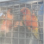 Photo n°29 de l'avis de Giovanni.b fait le 01/01/2022 à 19:40 sur le  La Cortigiana Del Re à Somma Vesuviana