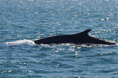 First Chance Whale Watch