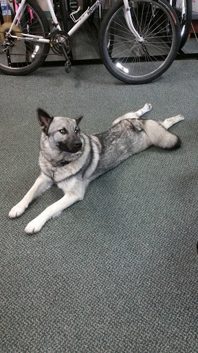 Village Bikes, 97 Old Rte 6, Carmel, NY 10512, USA, 