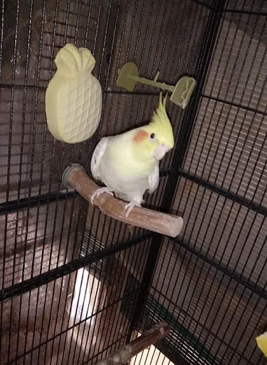 Pet Store «Leesburg Pet Center», reviews and photos, 959 N 14th St, Leesburg, FL 34748, USA