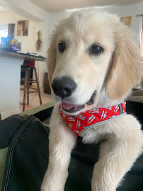 Pet Design Inc. - Photo 8 - Car repair in Westminster, CO, Arvada