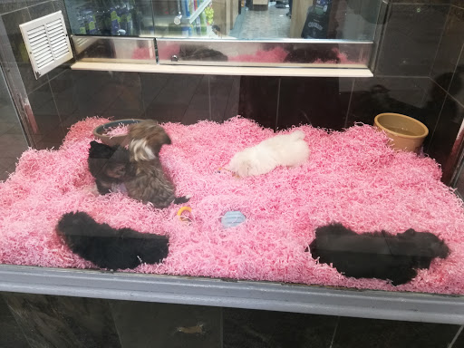 Pet Store «Pet City», reviews and photos, 14200 E Alameda Ave #2036, Aurora, CO 80012, USA
