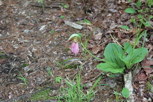 State Park «Lowell-Dracut-Tyngsborough State Forest», reviews and photos, Trotting Park Rd, Dracut, MA 01826, USA