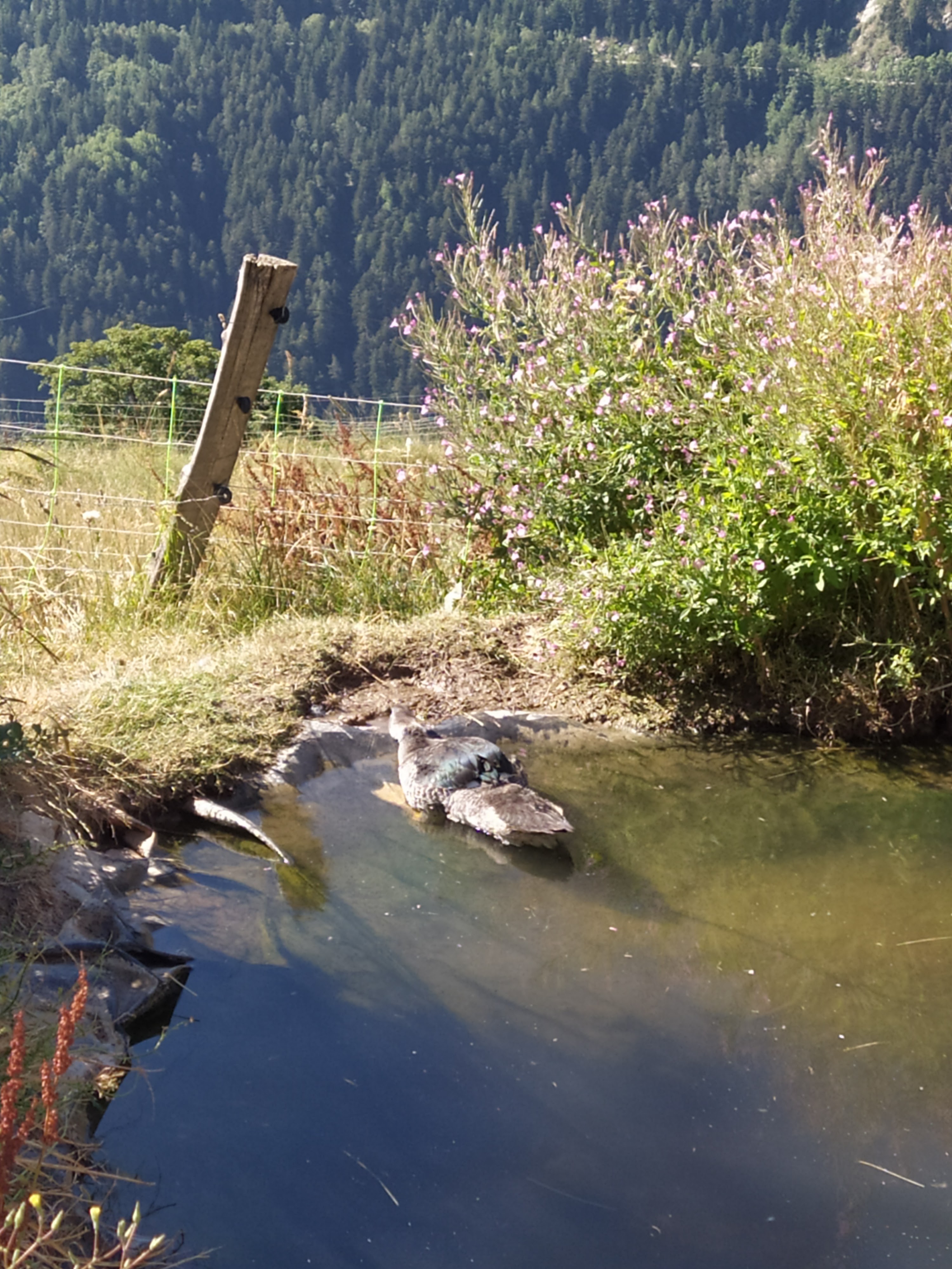 Photo n° 2 de l'avis de Val. fait le 12/08/2022 à 15:09