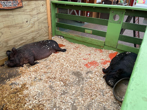 Childrens Farm «Best Long Island Pumpkin Picking», reviews and photos, 250 Old Country Rd, Melville, NY 11747, USA