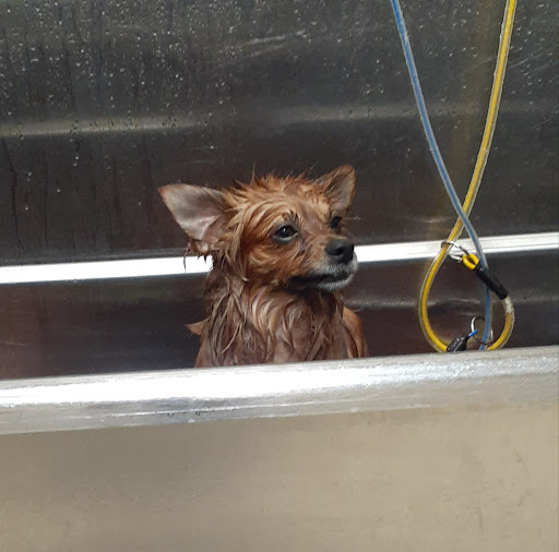 Pet Supply Store «Chow Hound Pet Supplies», reviews and photos, 660 Chicago Dr, Holland, MI 49423, USA