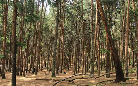 Pine Forest image