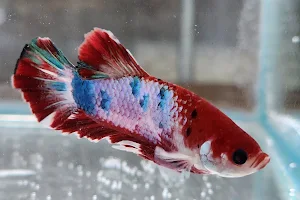 Crystal Betta image