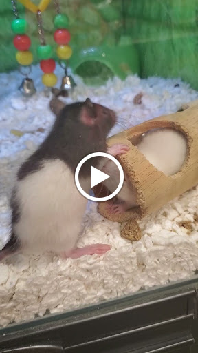 Pet Supply Store «PetSmart», reviews and photos, 15500 Panama City Beach Pkwy #340, Panama City Beach, FL 32413, USA