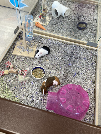 Pet Store «Petland», reviews and photos, 1514 Stonecreek Dr, Pickerington, OH 43147, USA