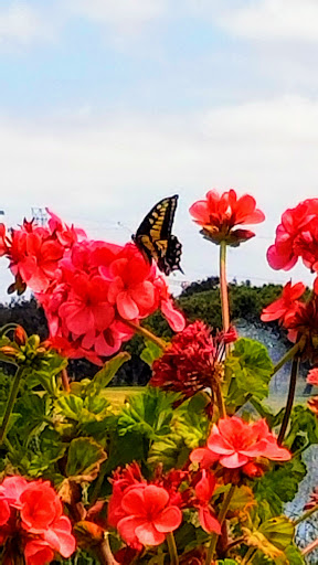 Public Golf Course «Shoreline Golf Links», reviews and photos, 2940 N Shoreline Blvd, Mountain View, CA 94043, USA