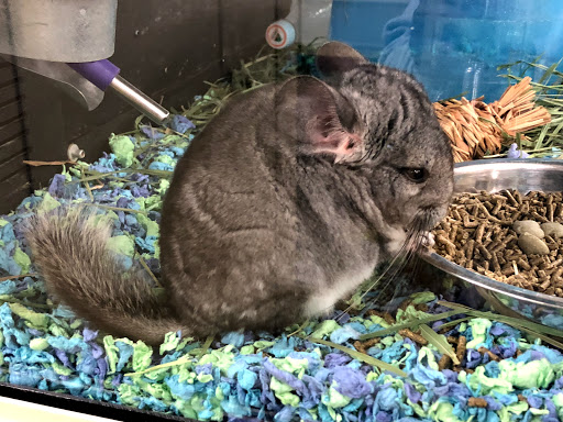 Pet Supply Store «PetSmart», reviews and photos, 2525 W Wheatland Rd, Dallas, TX 75237, USA