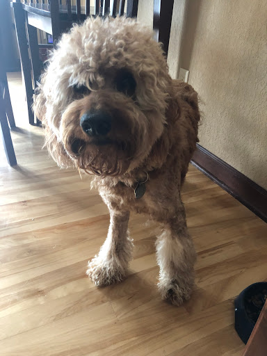 Pet Supply Store «Petco Animal Supplies», reviews and photos, 6805 Mills Civic Pkwy #140, West Des Moines, IA 50266, USA