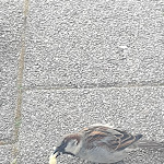 Photo n°1 de l'avis de erhard.u fait le 18/04/2022 à 13:42 sur le  Cafe Extrablatt Norderney à Norderney